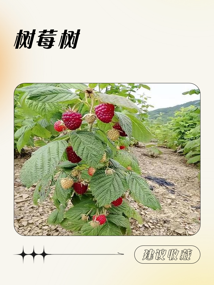 树莓如何种植 红树莓种植方法