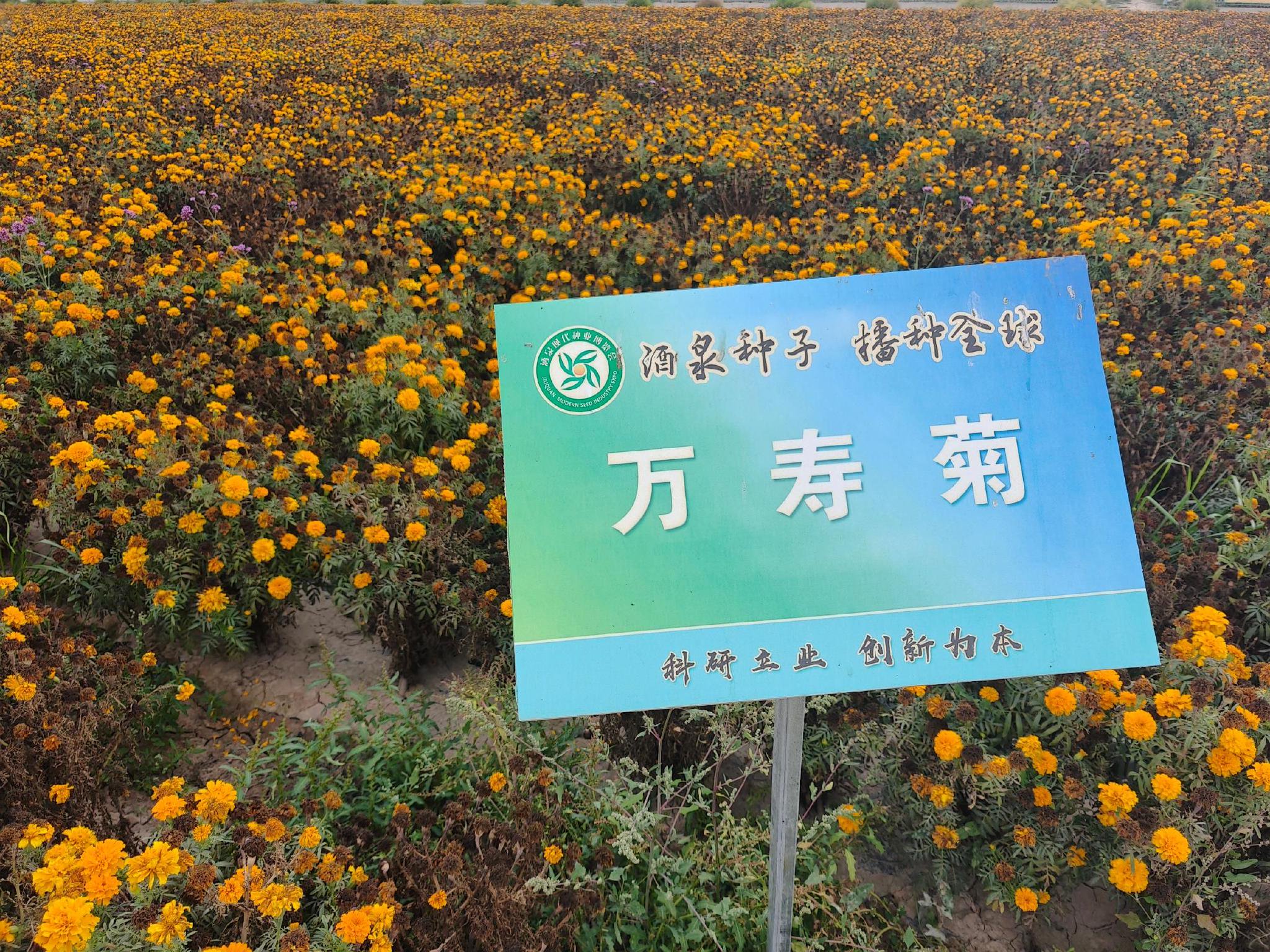 万寿菊可以种在大门口 万寿菊高效种植技术和种植方法
