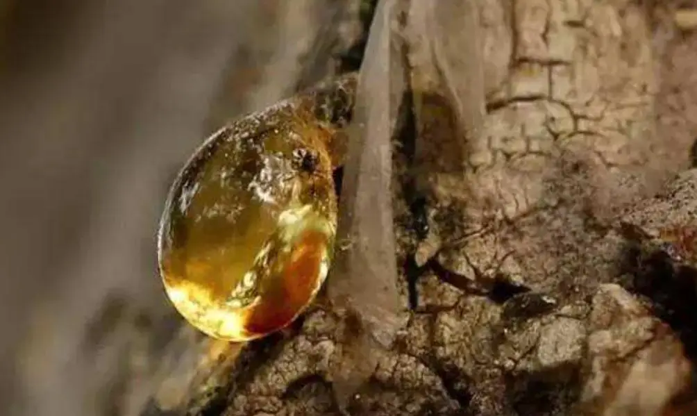 4100万年琥珀交配 苍蝇交配时间多长