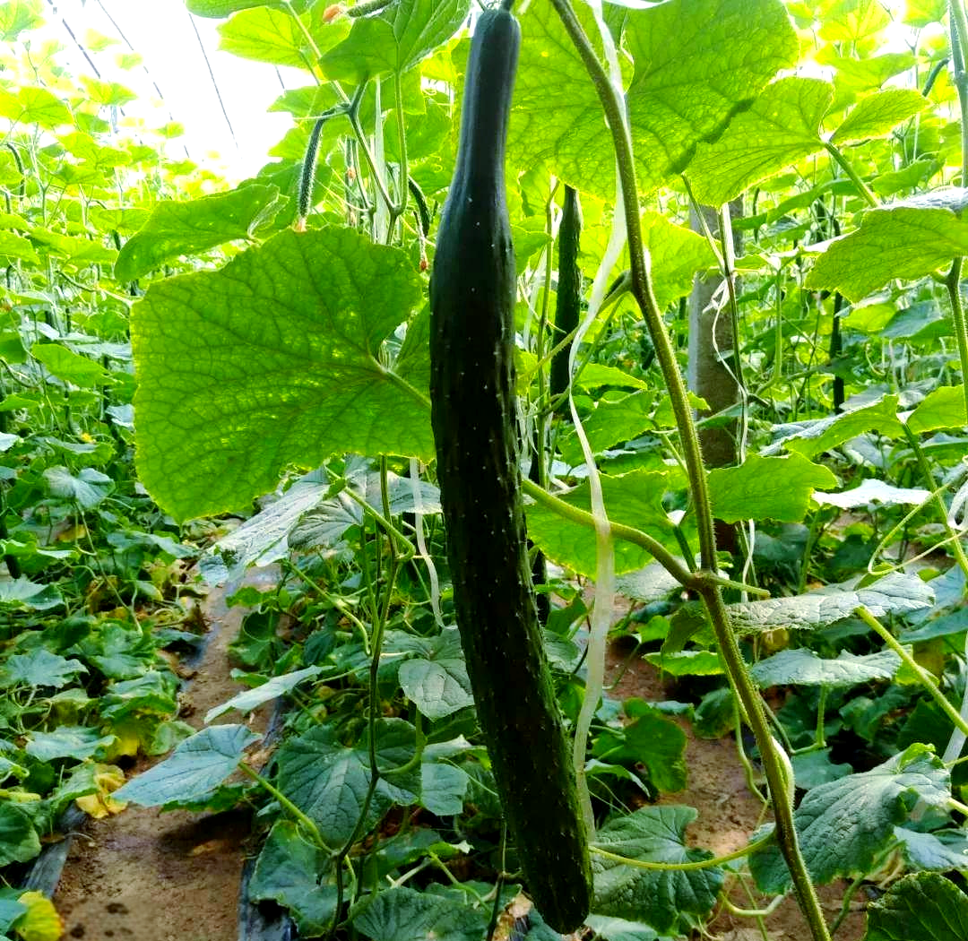 硫酸钾