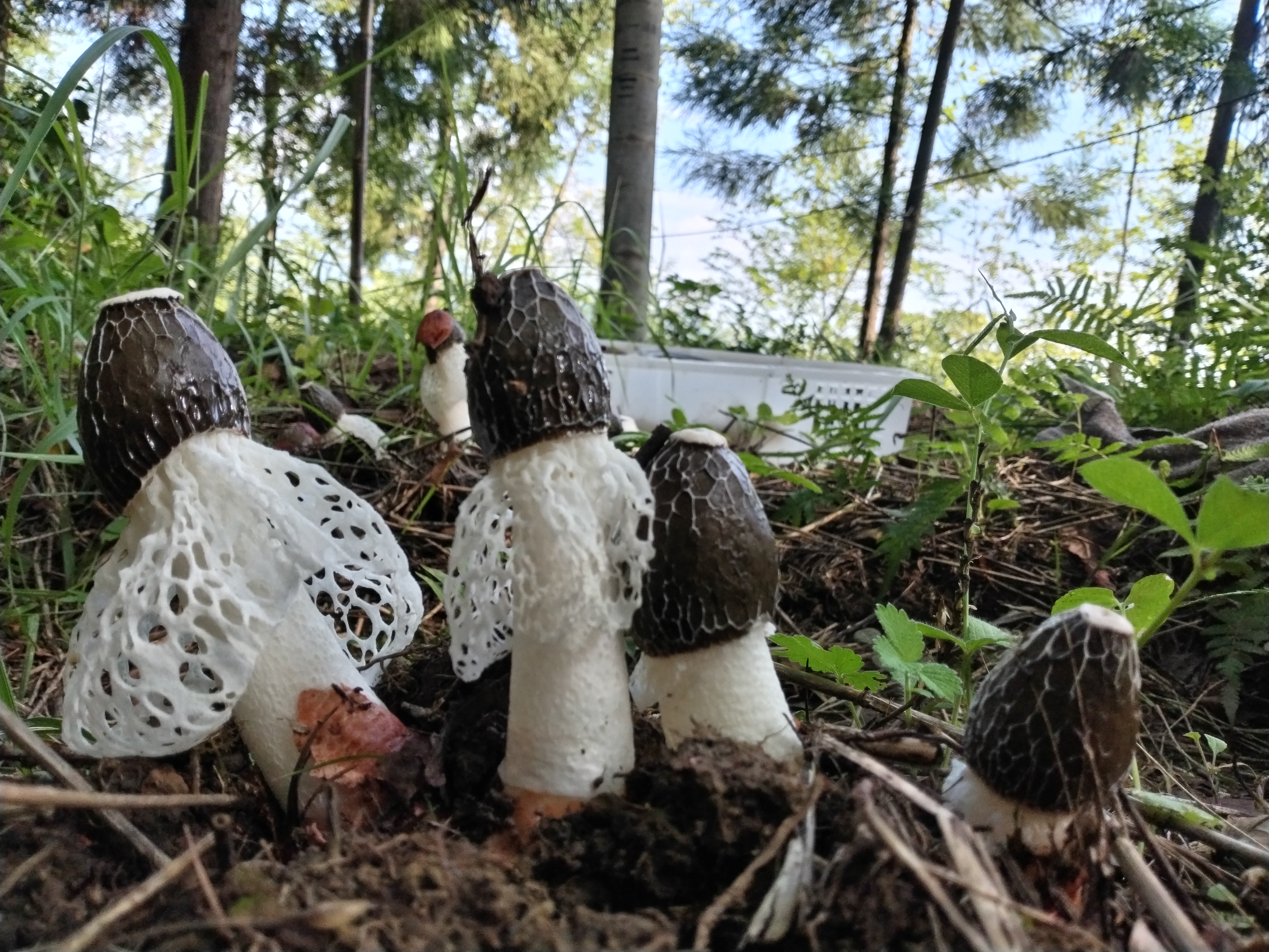 竹荪怎么种植 竹荪种植方法有哪些