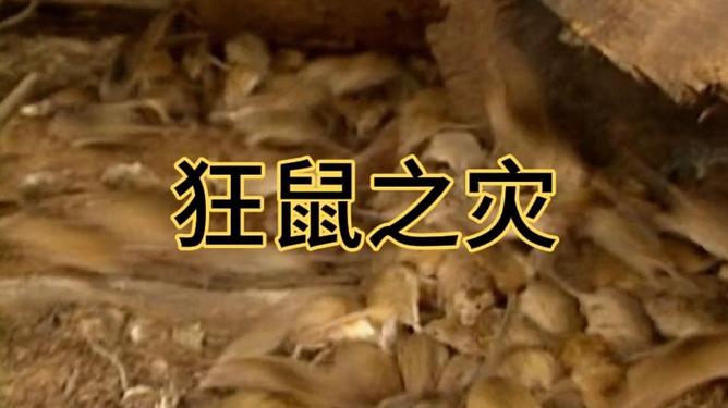 老鼠全部灭绝会怎样 生态环境会受什么影响