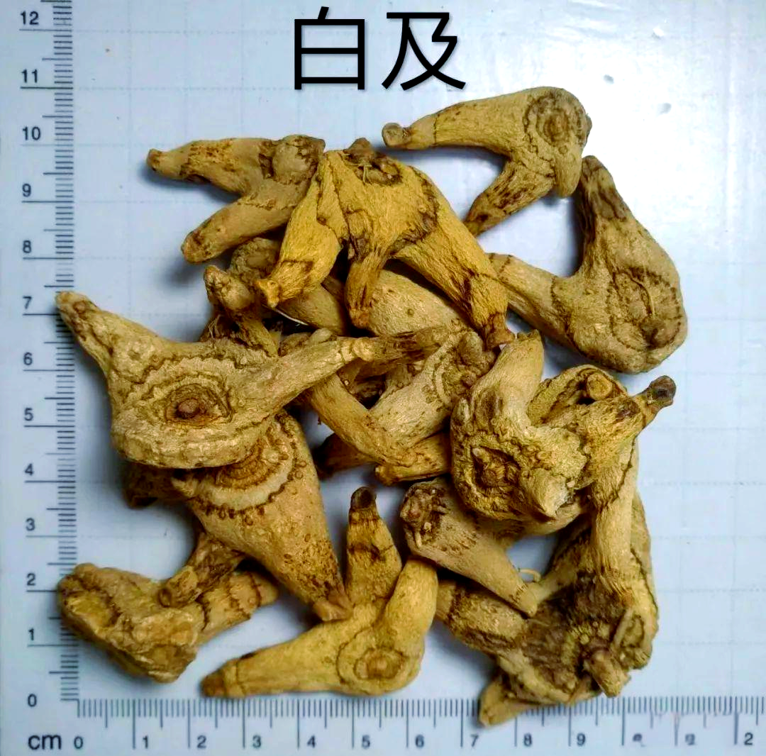 白芨
