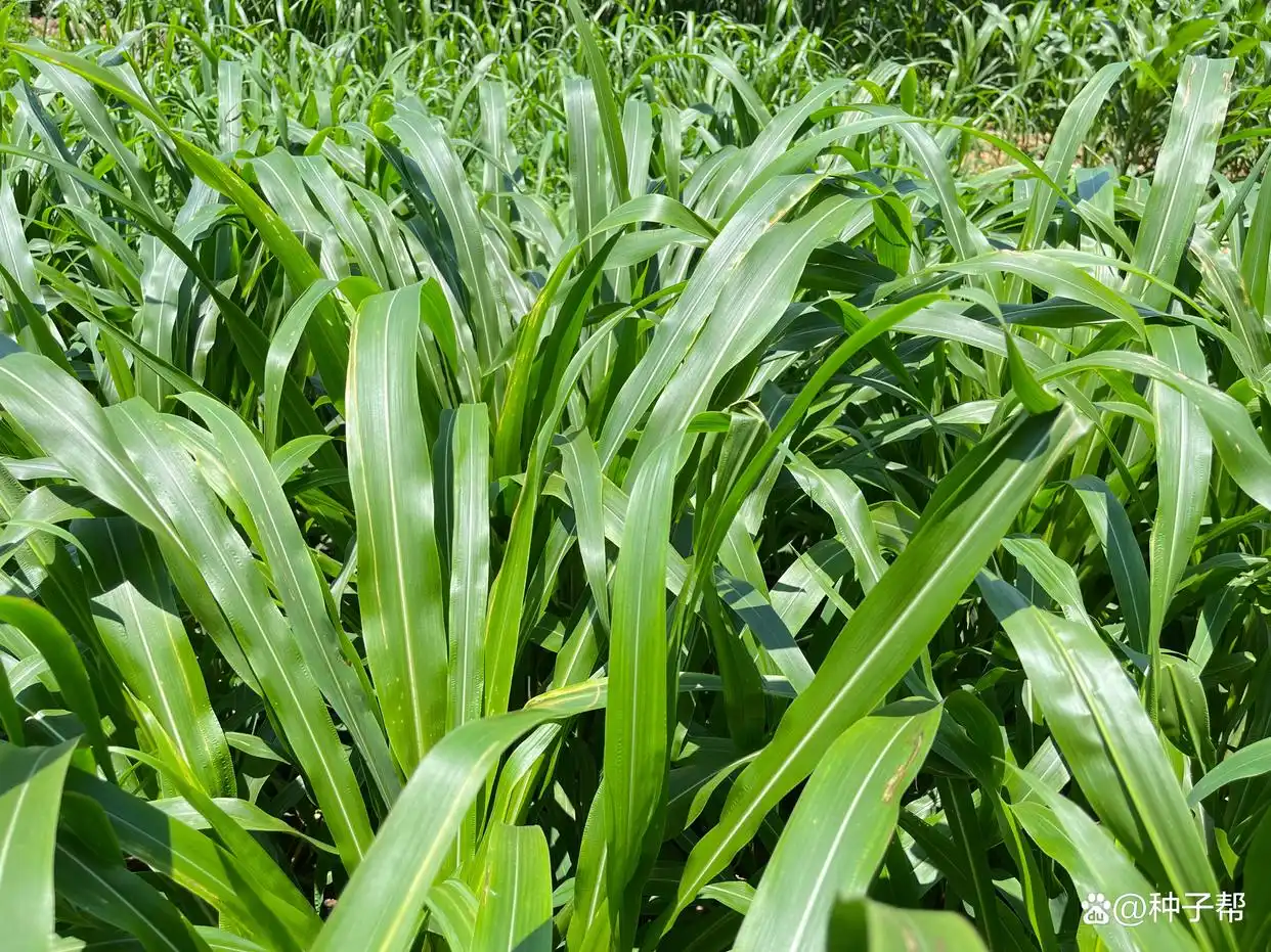 墨西哥玉米草是什么 墨西哥玉米草和苏丹草哪个好