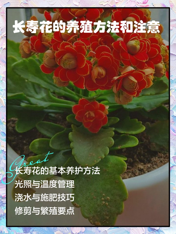 长寿花养殖方法