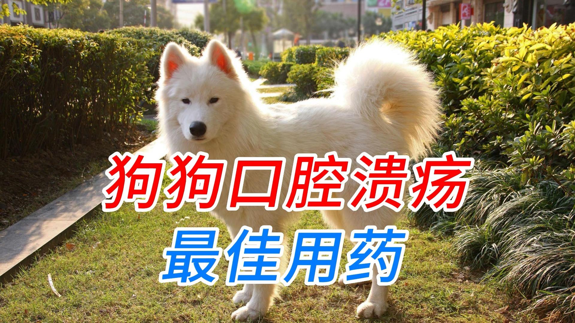 狗狗也能用手机?狗用科技产品在升级...
