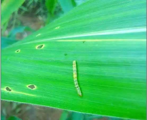 玉米粘虫