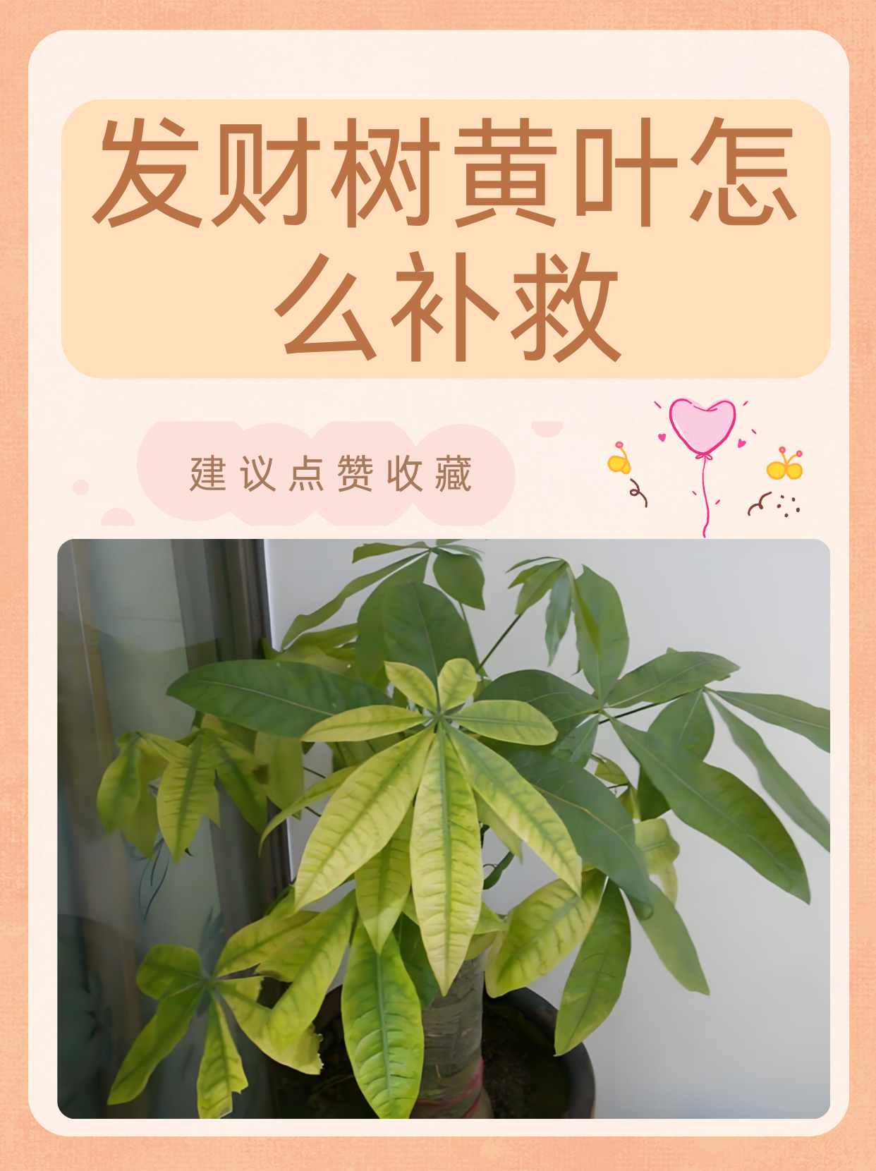 发财树叶子发黄怎么办?