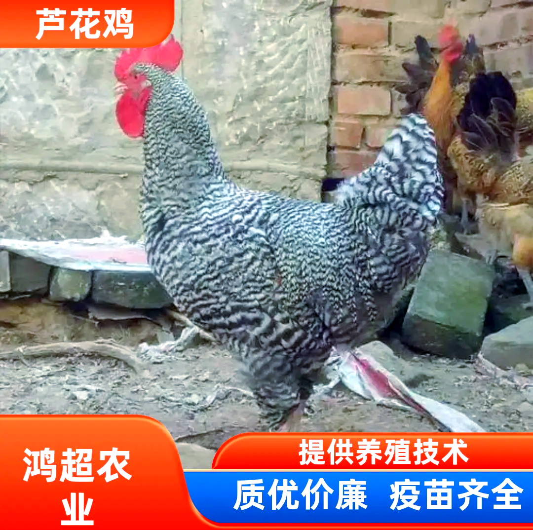 芦花鸡价格