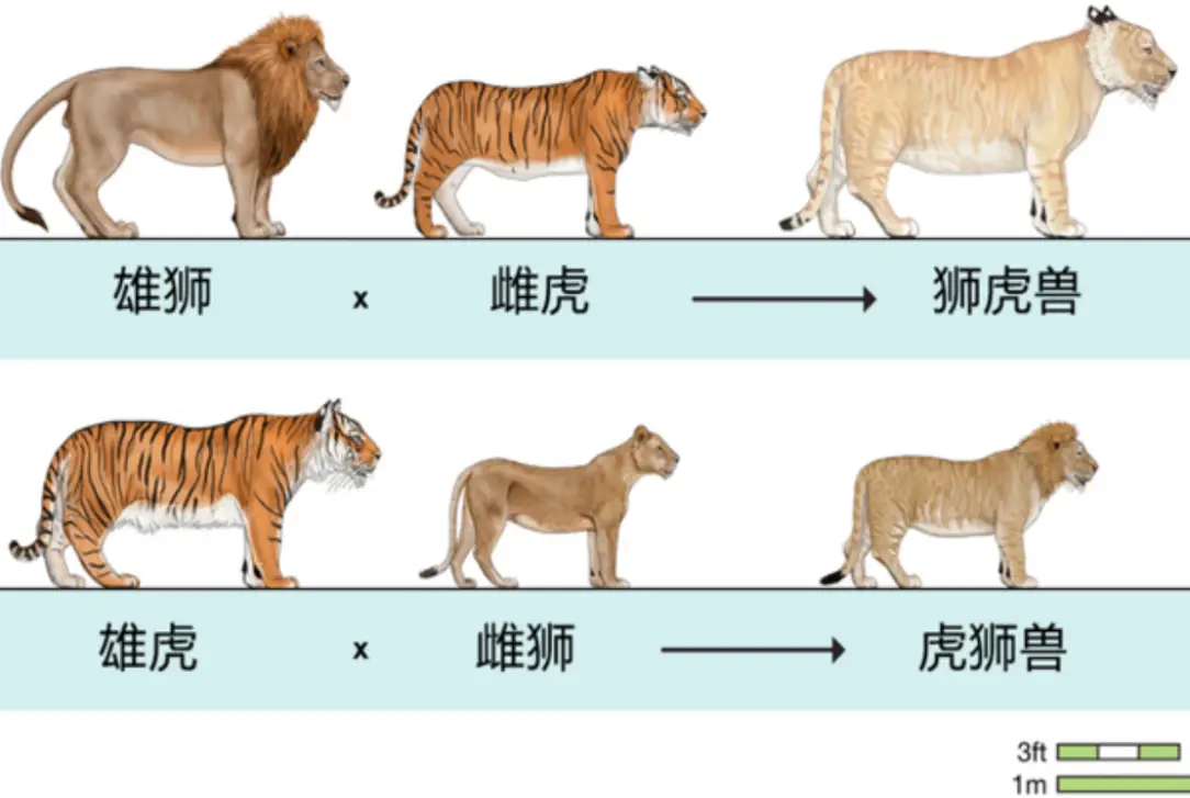 狮虎兽和虎狮兽究竟是什么？它们能繁衍下一代吗？