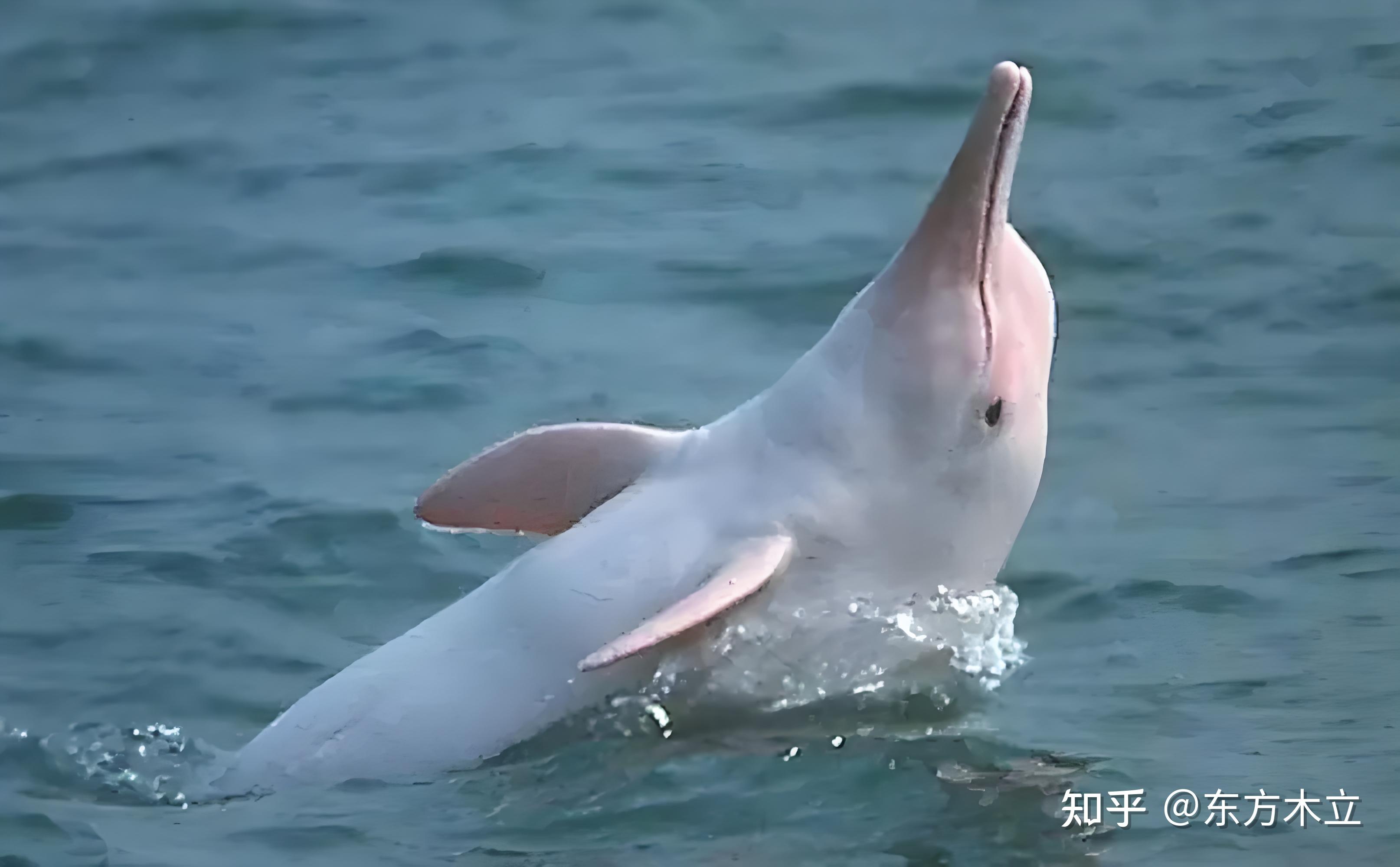 兽药