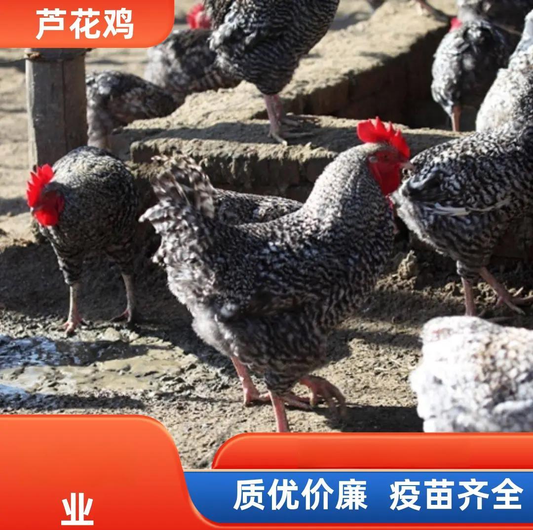 芦花鸡怎么养殖 怎样养殖芦花鸡