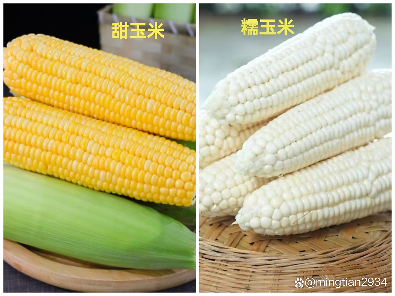 甜玉米与普通玉米区别 甜玉米和糯玉米的区别有哪些