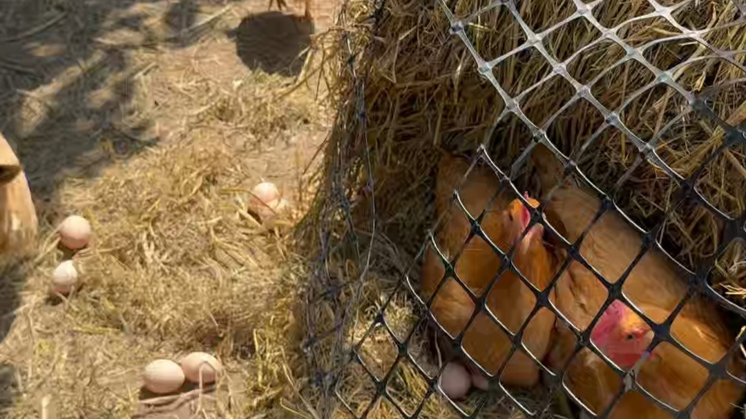 昆山鸡窝最多在哪？三大聚集区实测省60%踩坑费