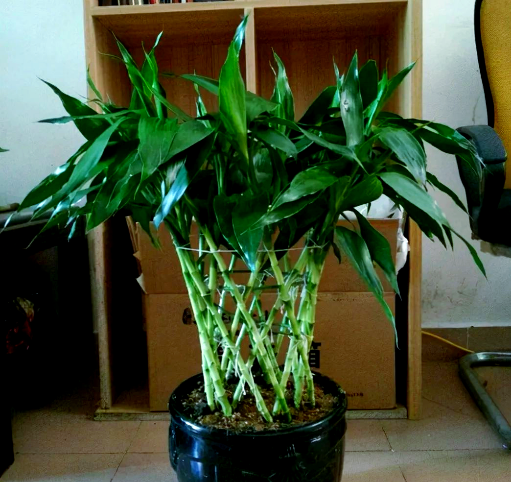 室内适合养的18种植物