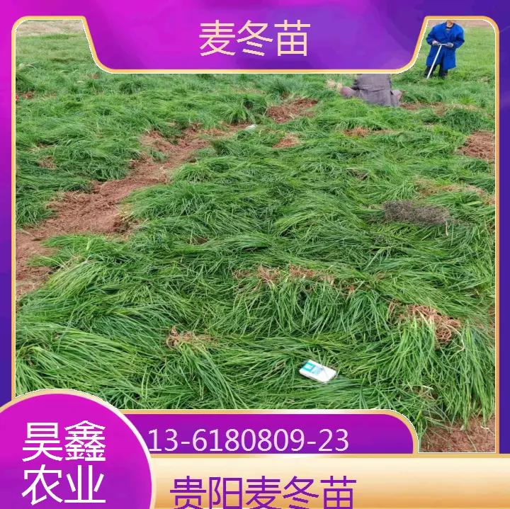 麦冬种植