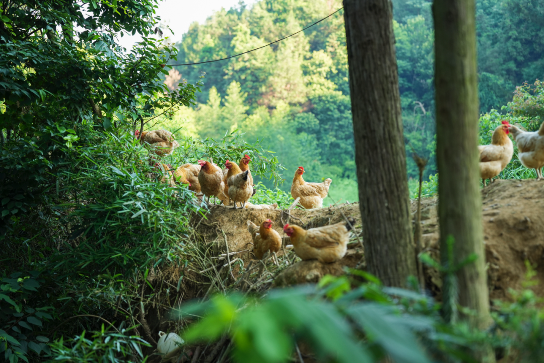 黑猪养殖