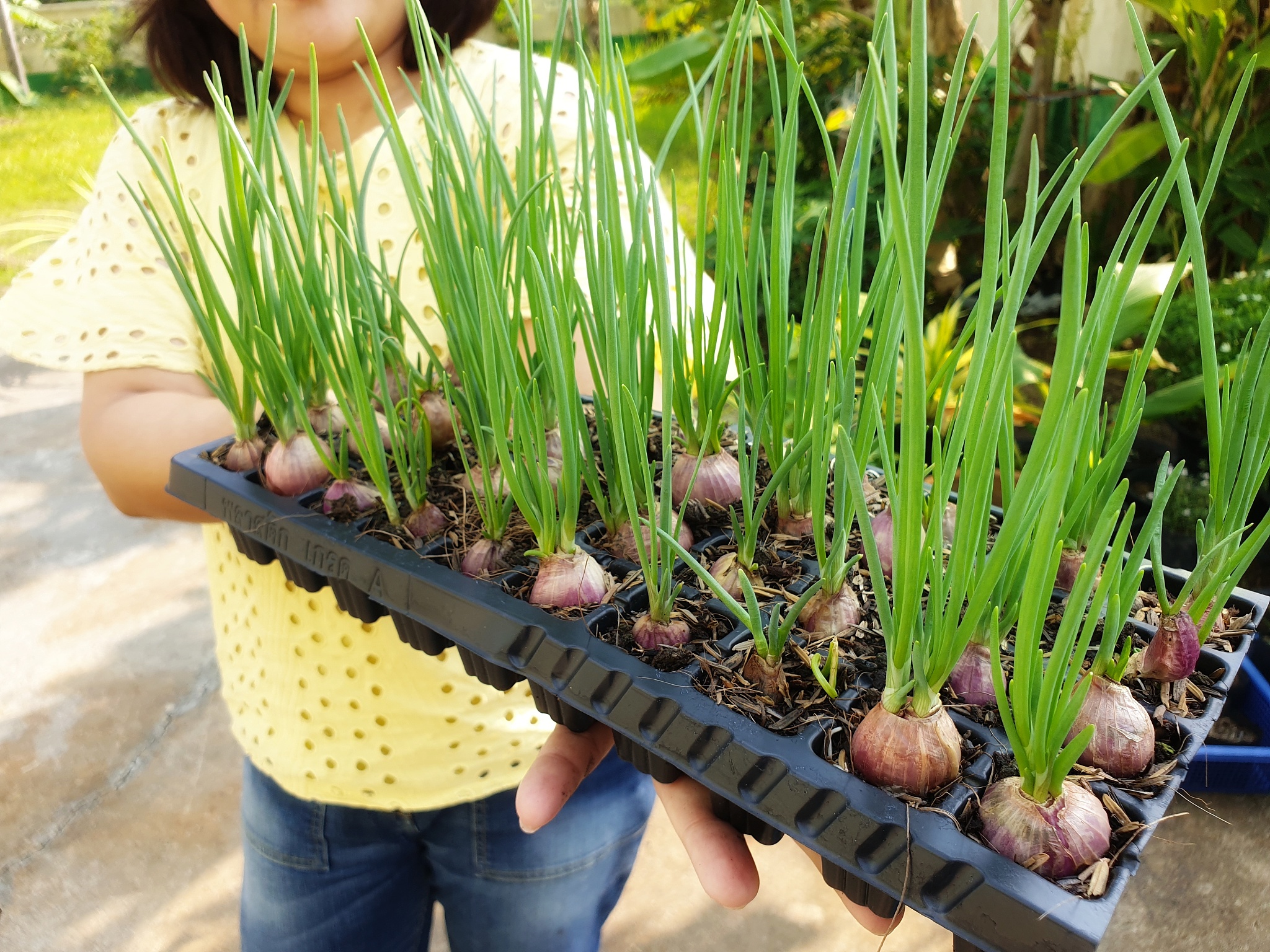 大蒜如何分瓣 大蒜分瓣脱皮设备和黑蒜加工设备有哪些