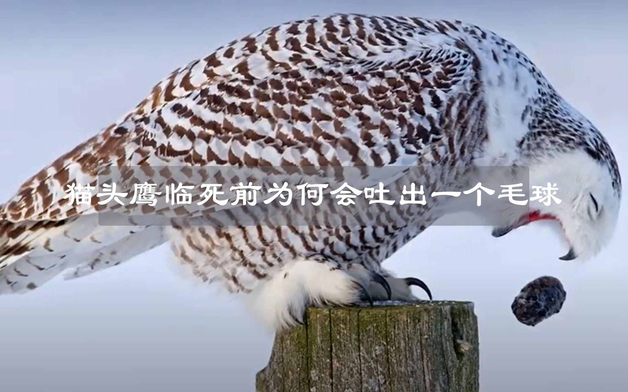 传言猫头鹰死的时候会吐出一团毛球，这是真的吗？...