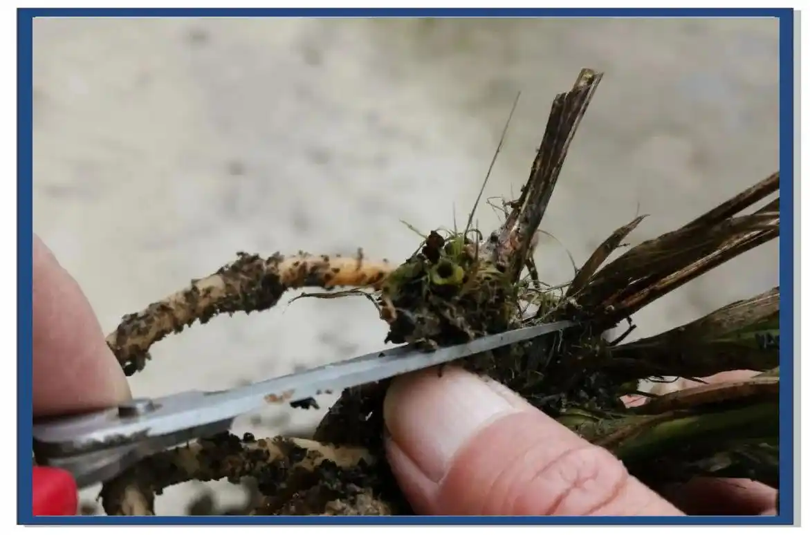 兰花种植方法 怎么种兰花