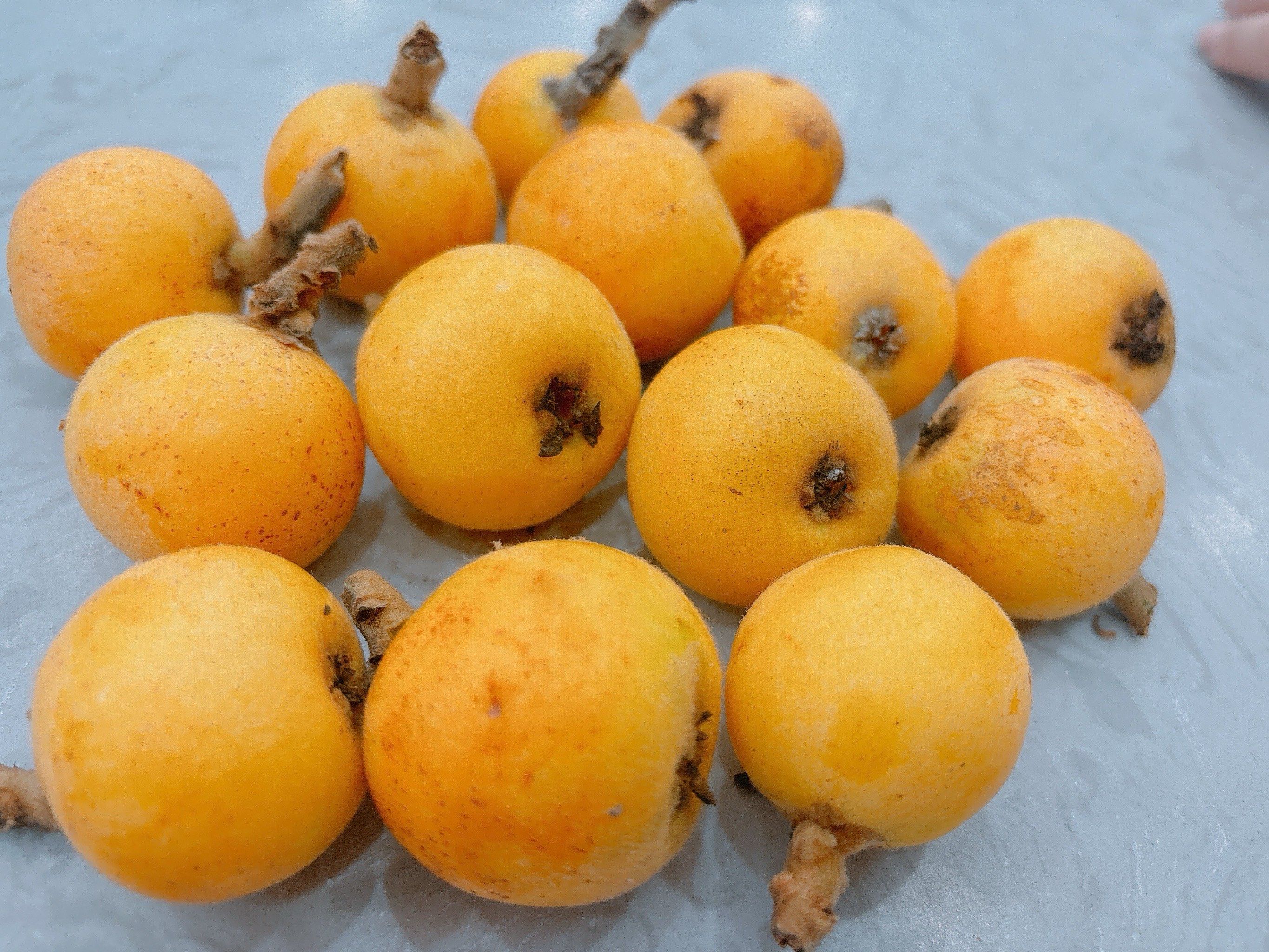 白玉枇杷名气为什么越来越大？...