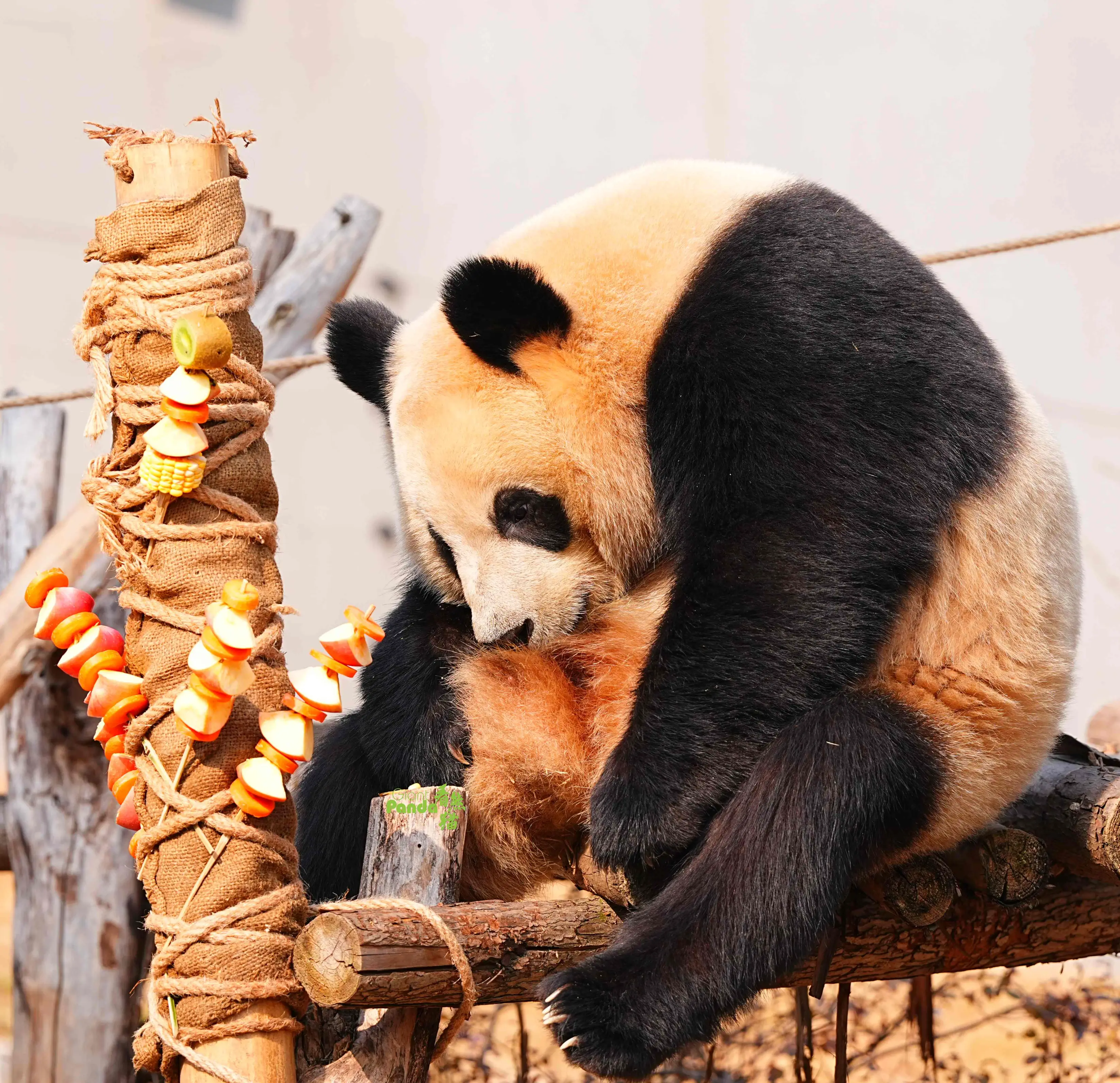 云浮大学边约什么新暗号