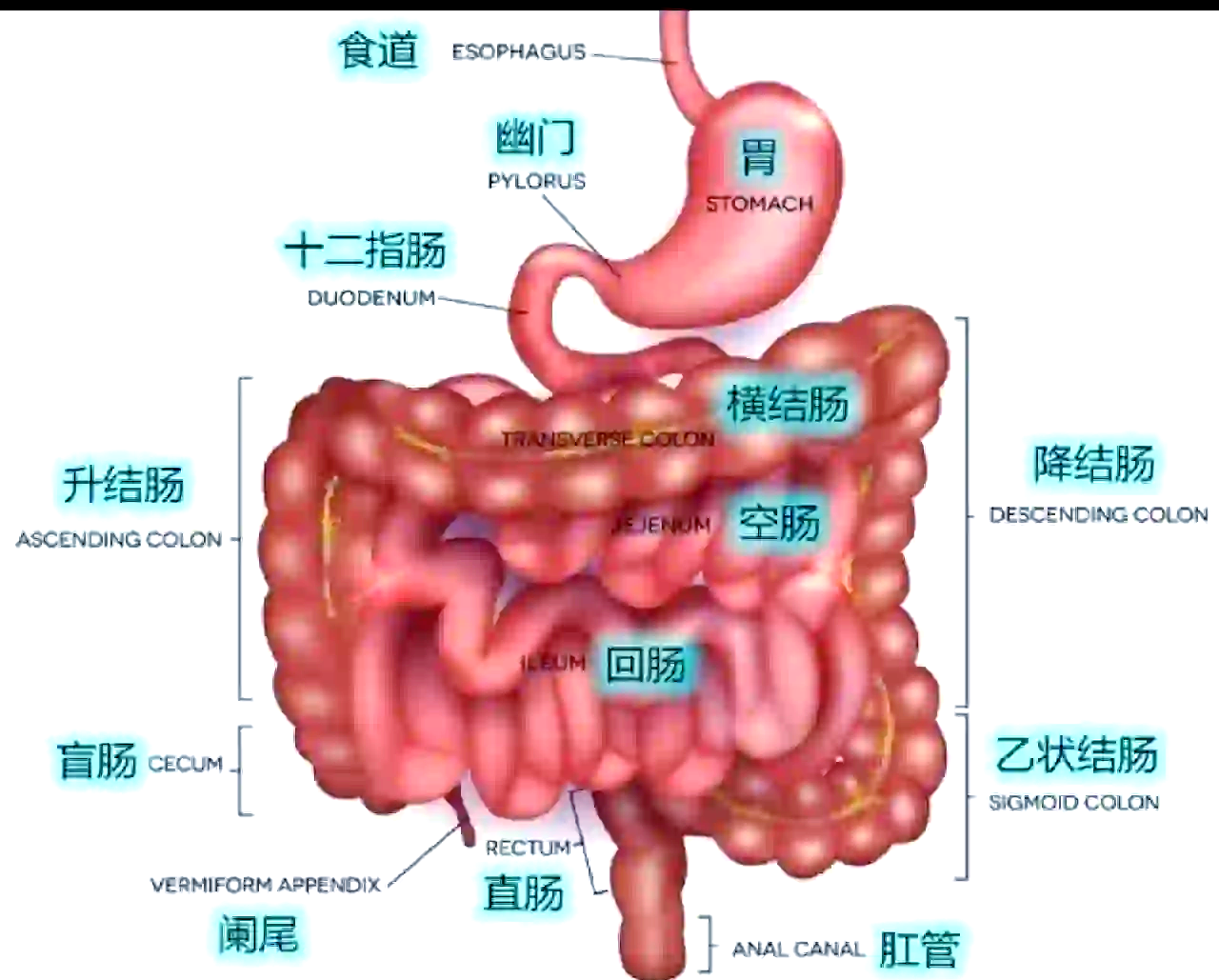 肠道为什么是第二大脑 普通人如何养护肠胃