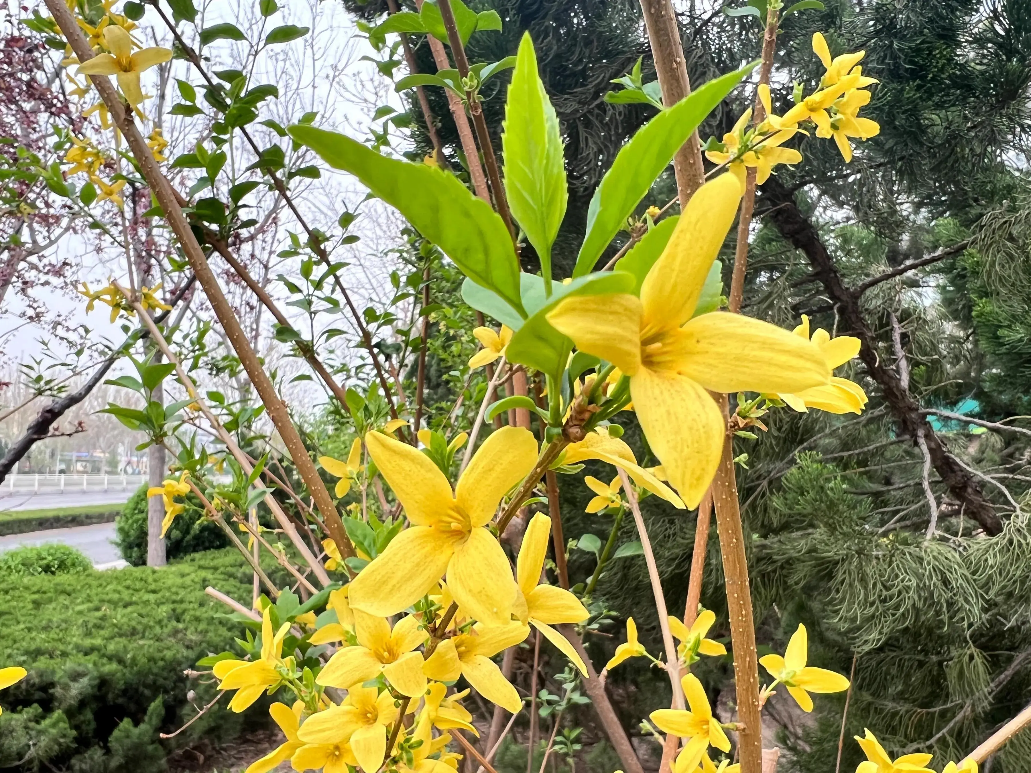 连翘和连翅的市场价格 连翘苗多少钱一棵
