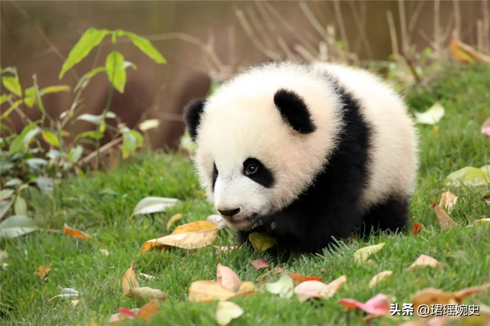 什么是'三可约可空降大秀熊猫'？