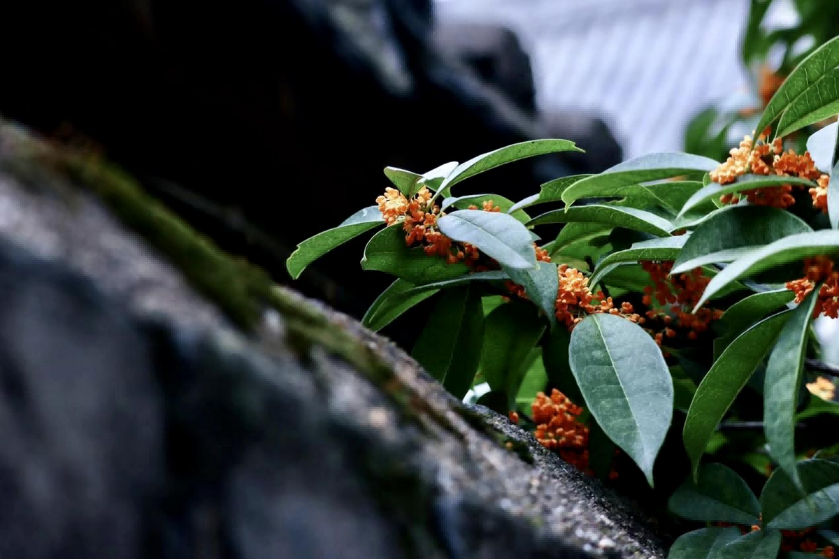 你不知道的范成大和陆游的成都花事有多少？...
