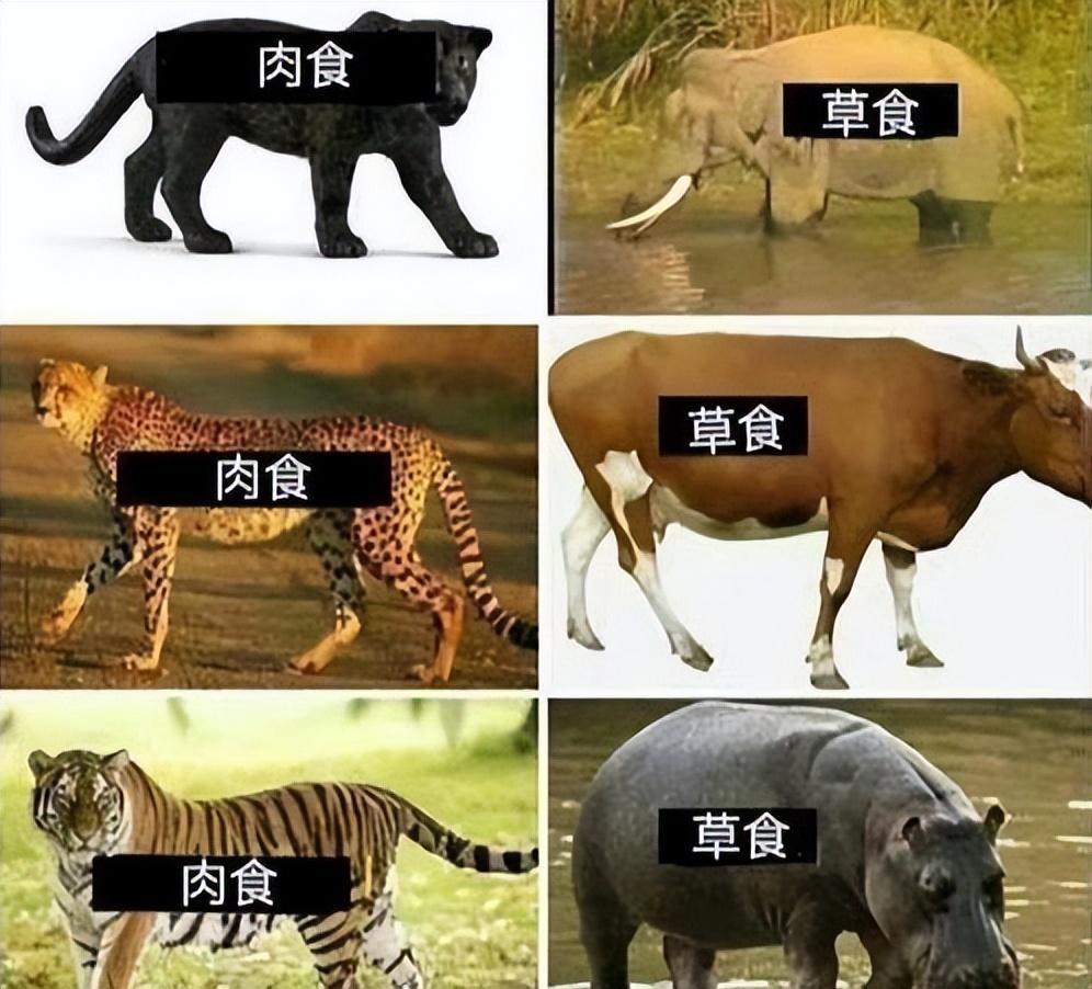 人类不吃食肉动物原因 食肉动物为啥不适合食用