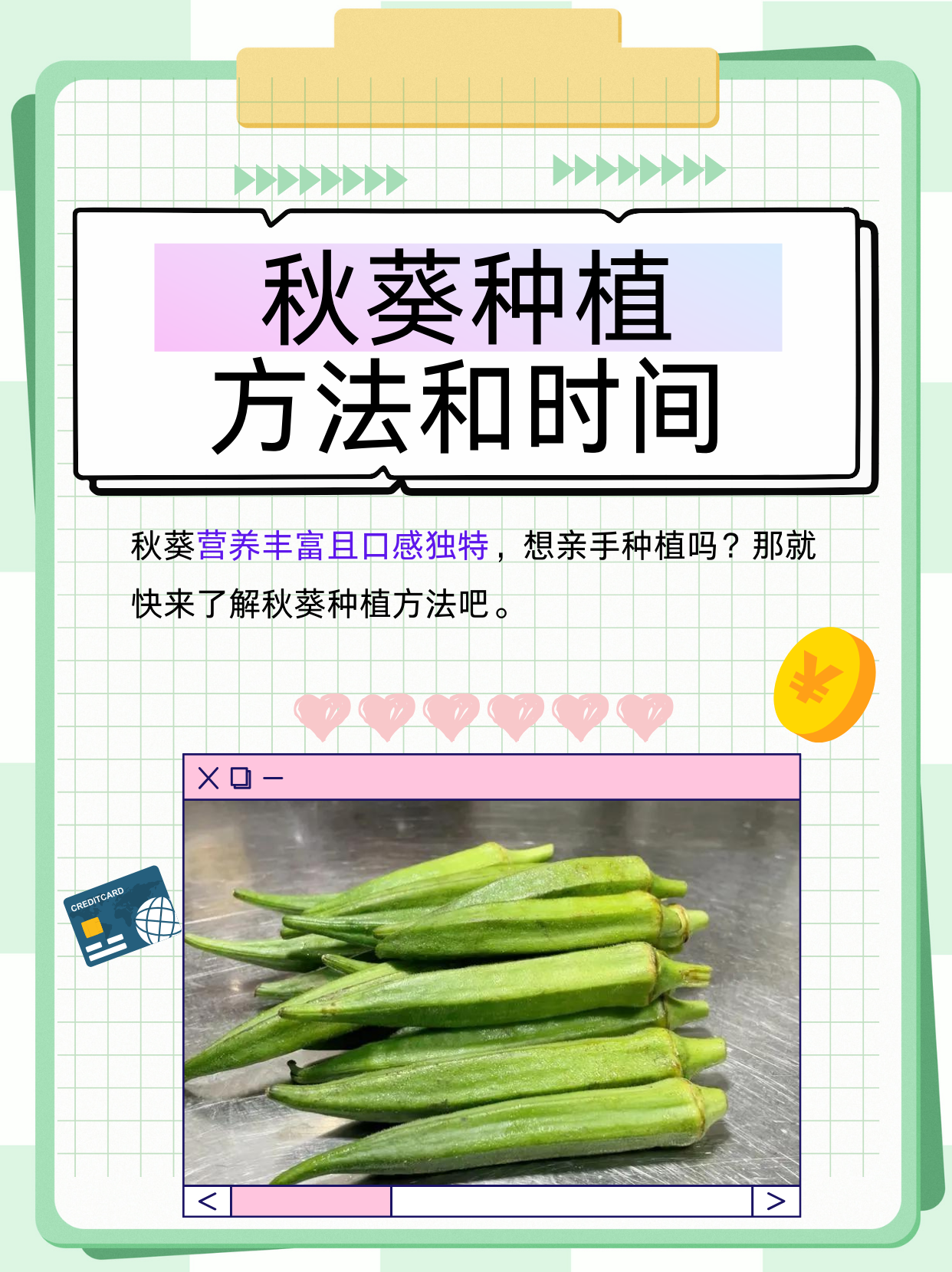 秋葵种植