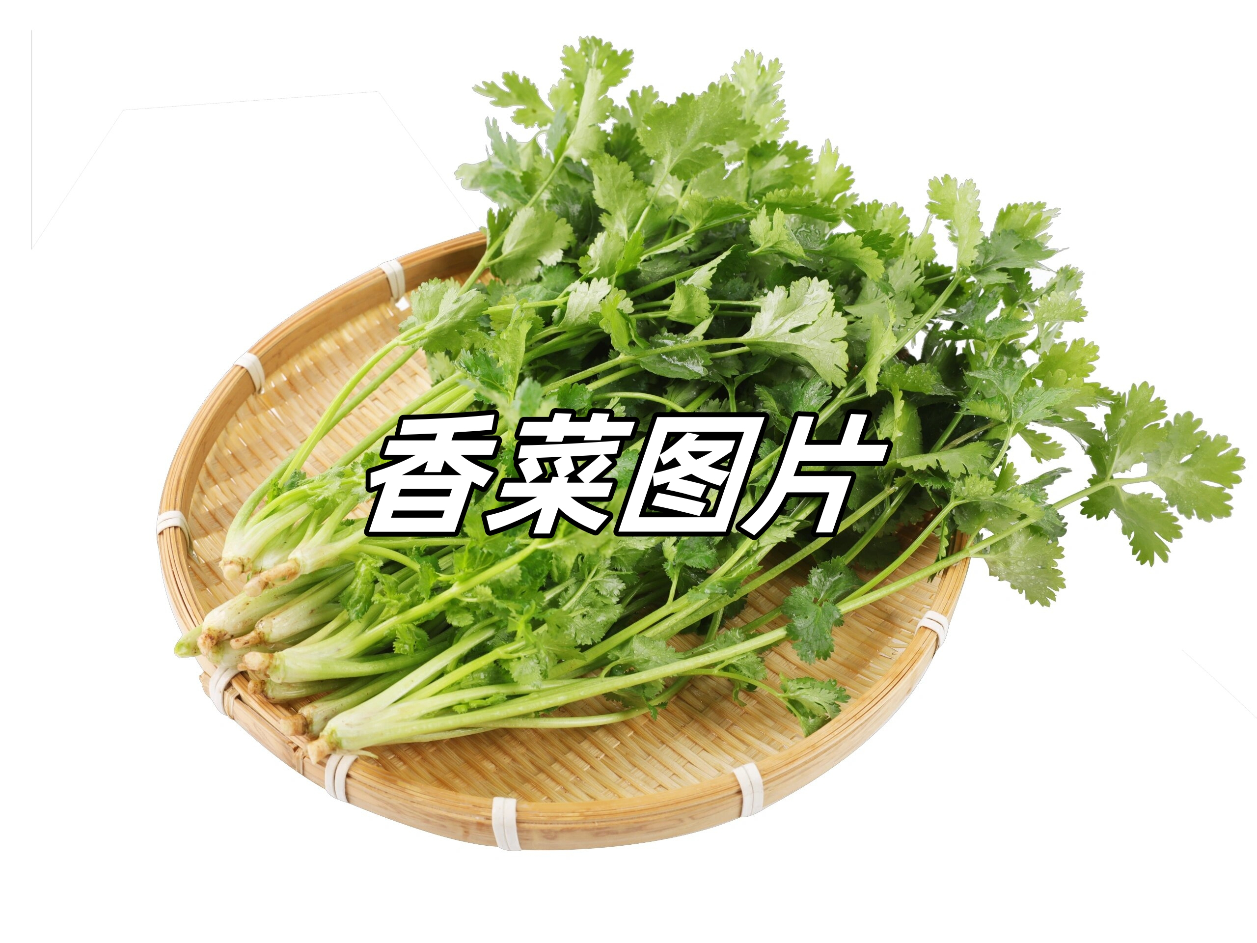 香菜种植
