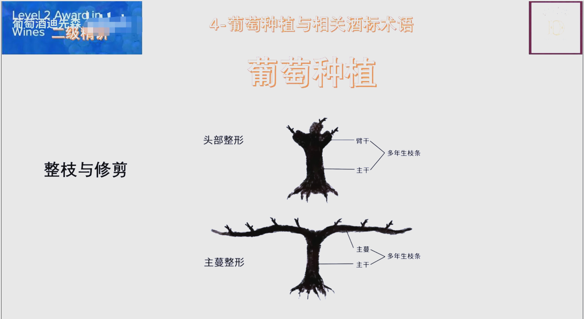 葡萄种植方法