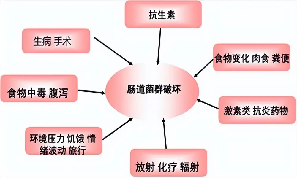 肠道菌群如何影响体重 好细菌真的能帮助减肥吗