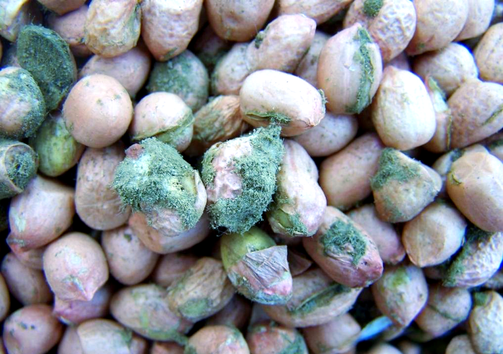 黄曲霉素从哪里长出来 如何去除黄曲霉素