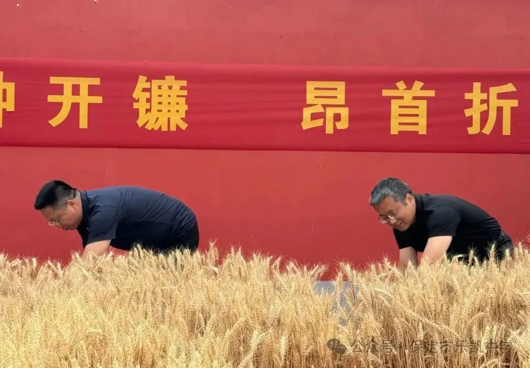 五常大米开镰了吗 袁隆平杂交水稻有多强
