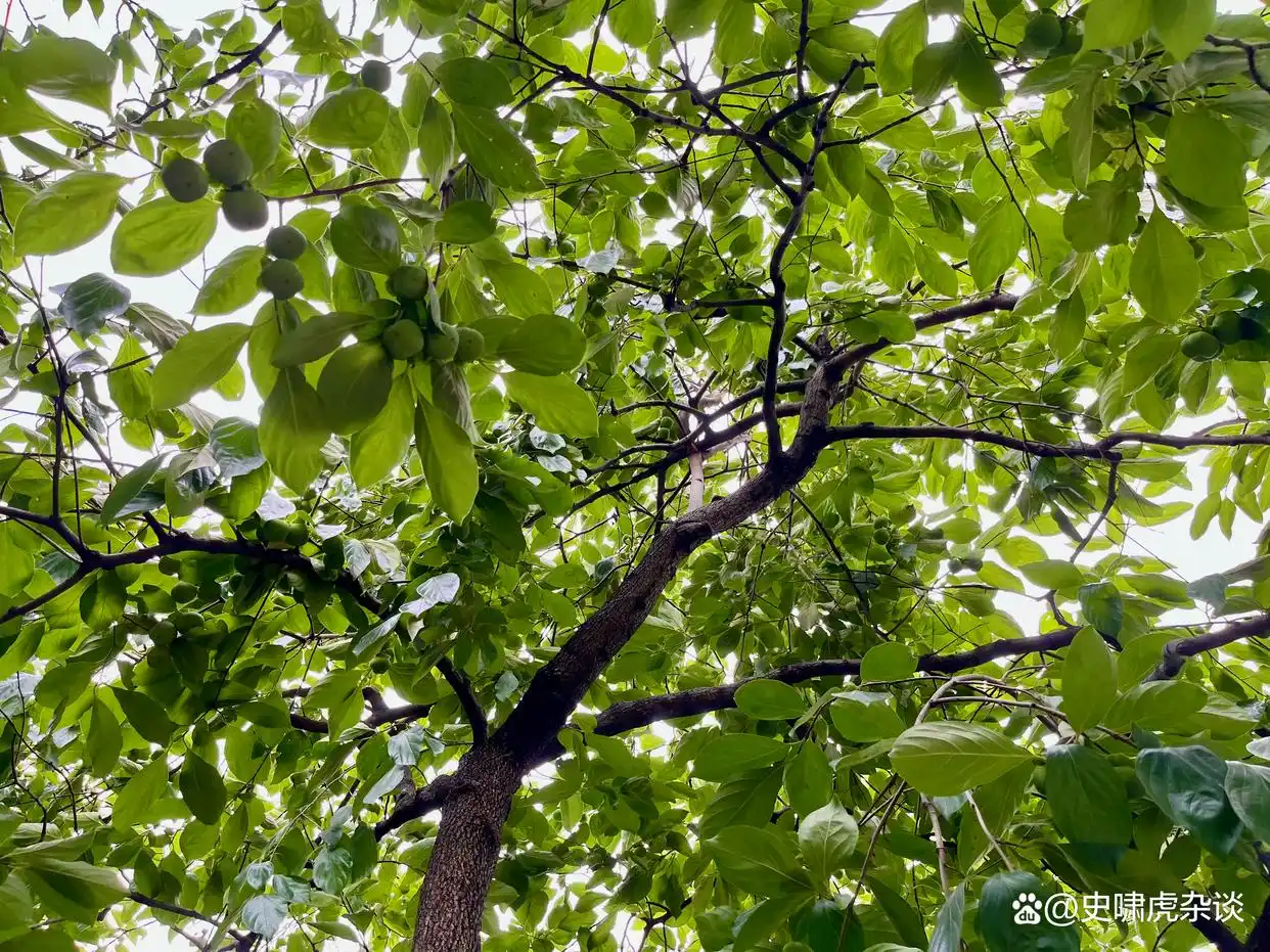 最新消息称：陌陌上描写性爱的动态是什么？深入解析其内容与应对方法