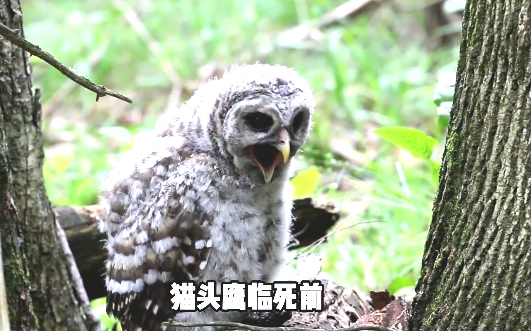 传言猫头鹰死的时候会吐出一团毛球，这是真的吗？...