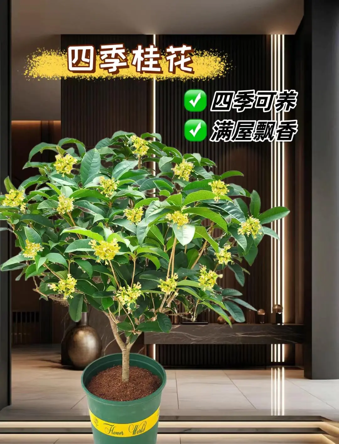 桂花树种植