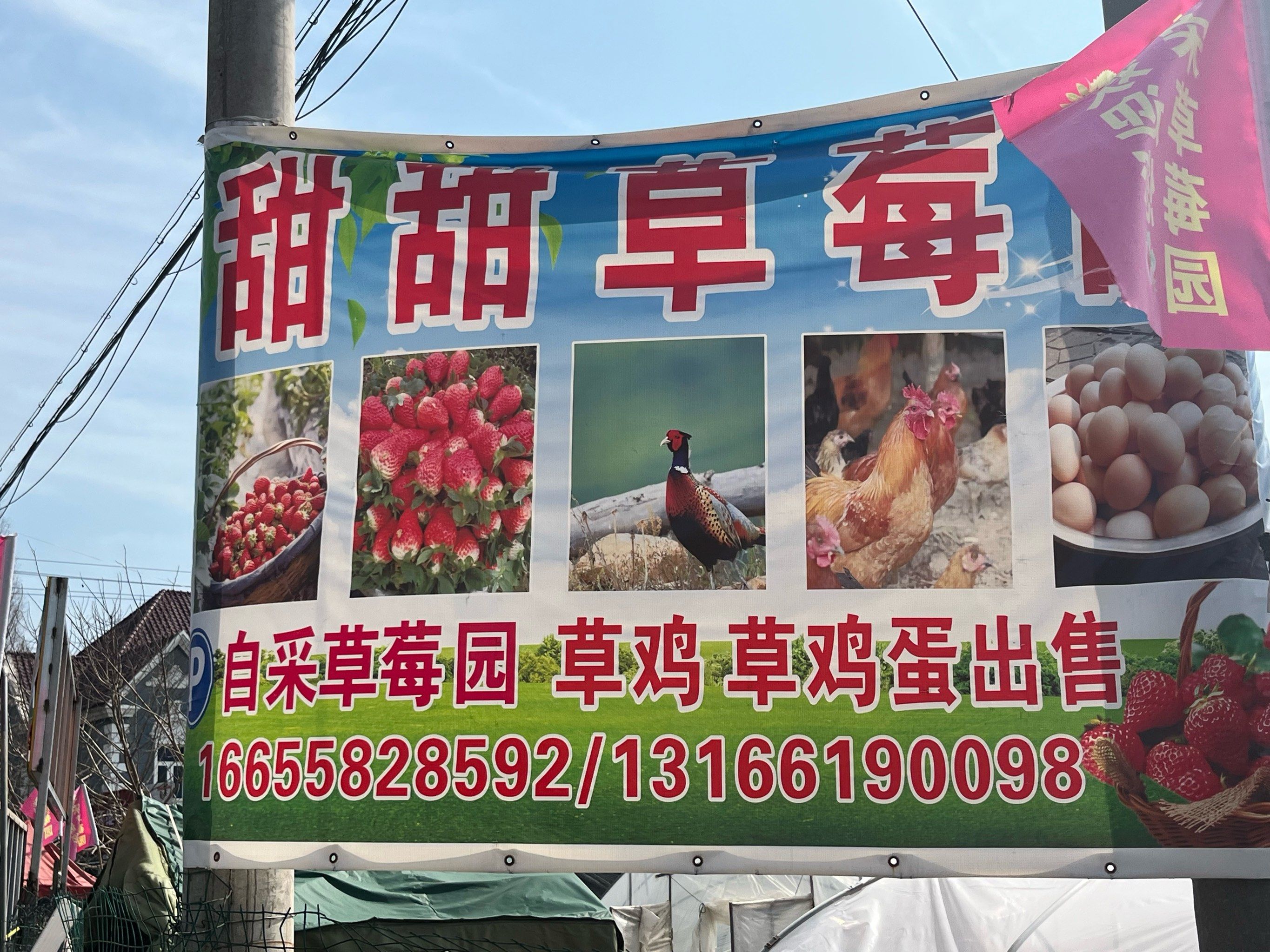 新鲜鸡蛋多少钱一斤 市场土鸡蛋多少钱一斤