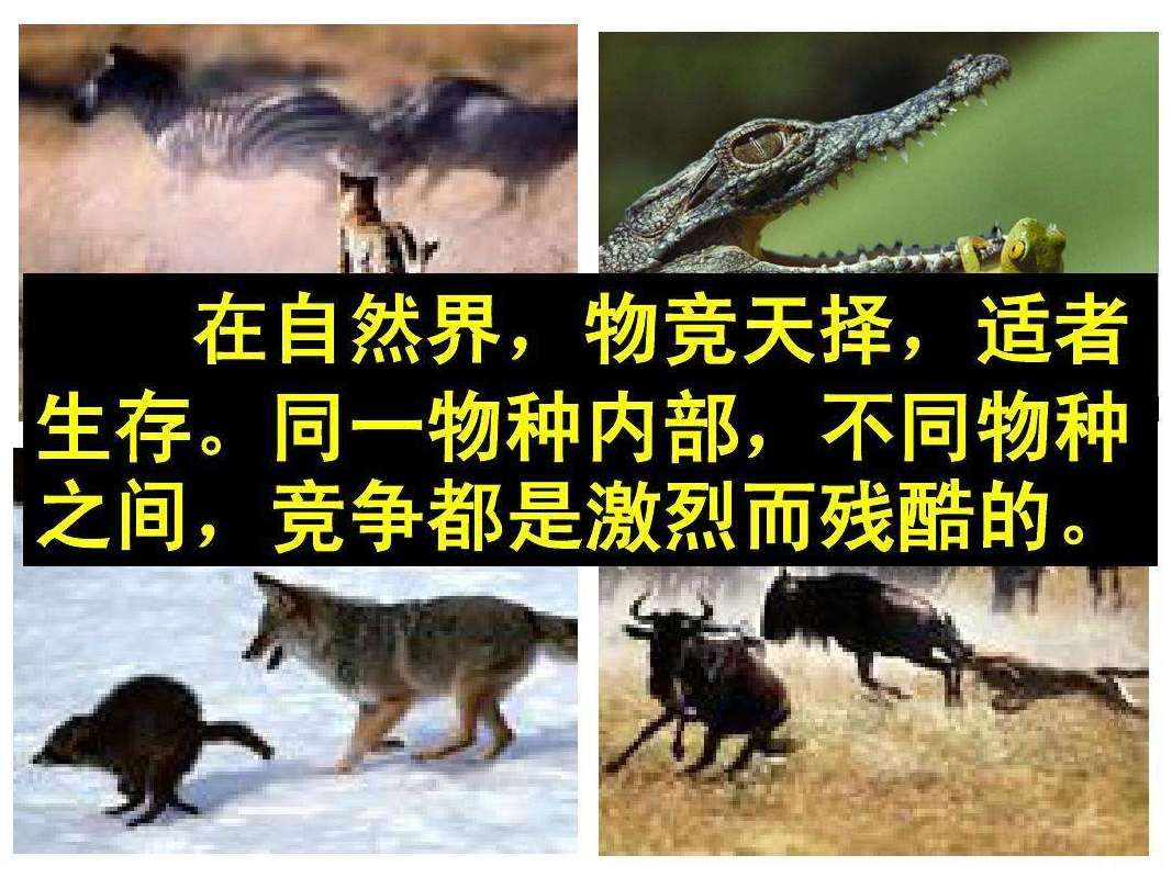 适者生存什么意思 达尔文适者生存理论