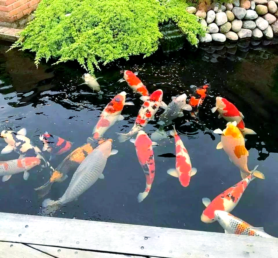 锦鲤养殖