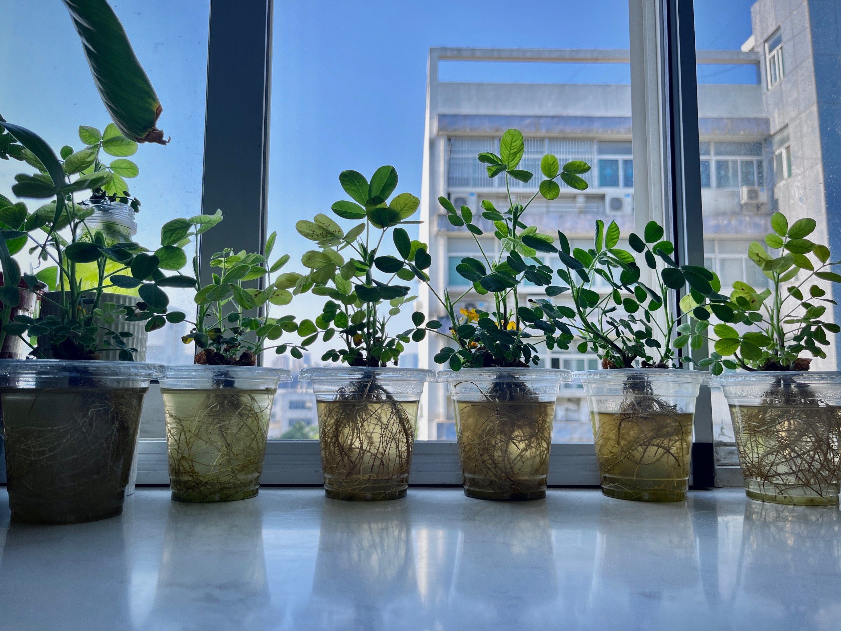 大蒜的种植方法和时间