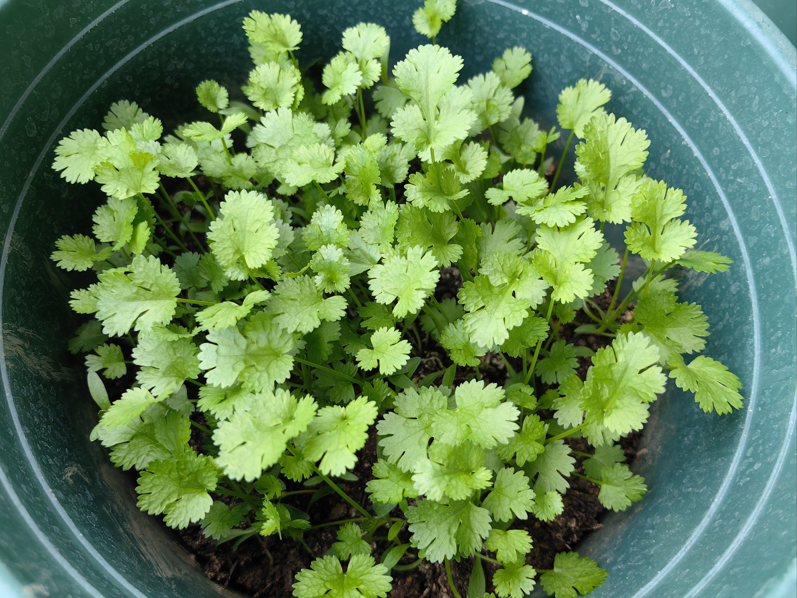 香菜一年可以种几次 在家阳台种香菜的方法和时间