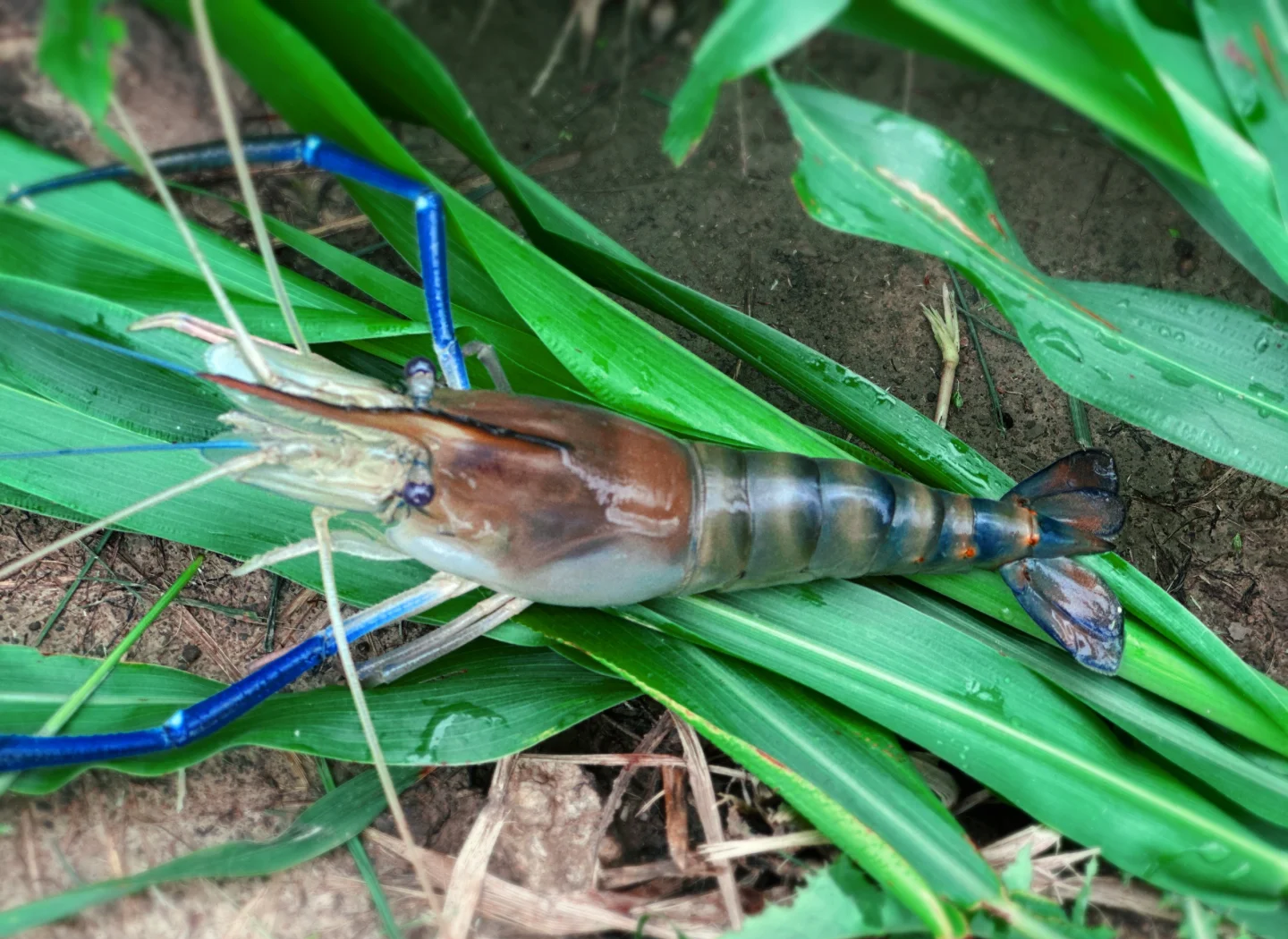 附近养虾基地