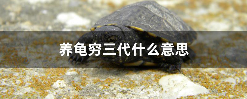 养龟穷三代什么意思
