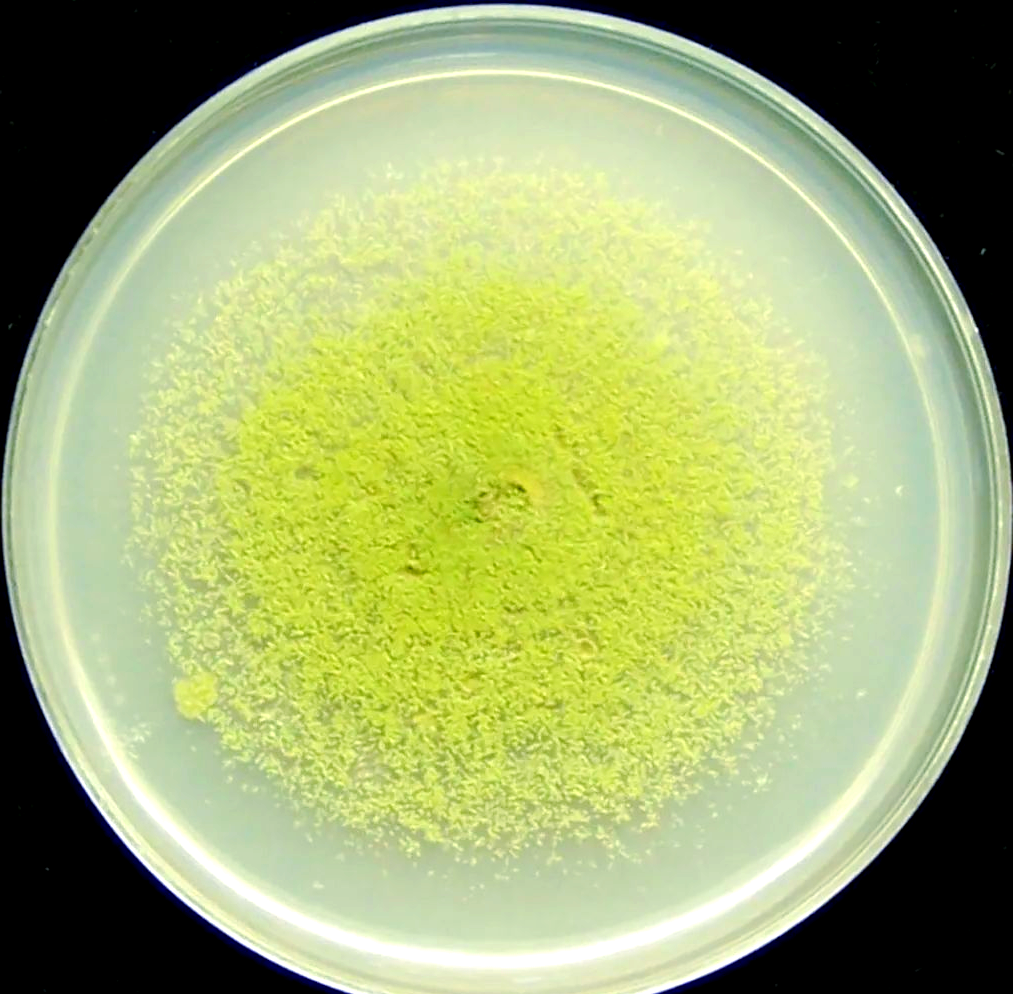 当心!散装油中的黄曲霉毒素从哪里来?...