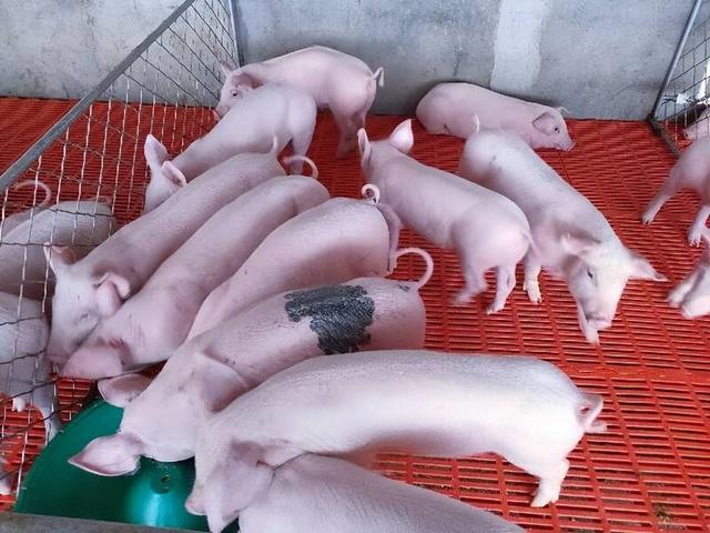 猪苗选购养殖技巧 猪苗价格养殖利润分析
