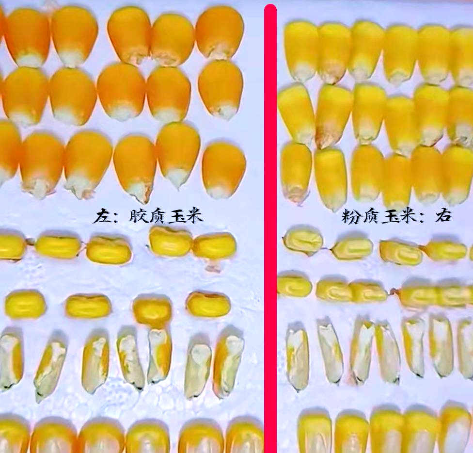 玉米粉